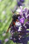 Pyropteron chrysidiforme