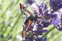 Pyropteron chrysidiforme