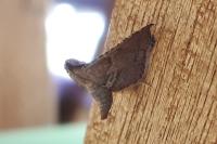 Endotricha flammealis