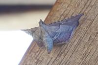 Endotricha flammealis