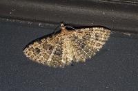 Alucita hexadactyla