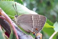 Quercusia quercus