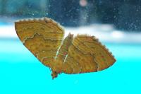 Camptogramma bilineata
