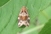 Archips xylosteana