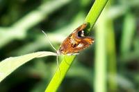 Olethreutes arcuella