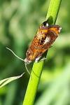 Olethreutes arcuella