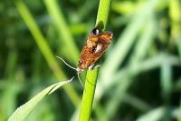 Olethreutes arcuella