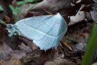 Campaea margaritaria