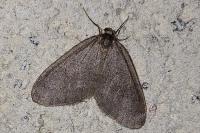 Operophtera brumata