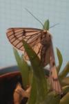 Siona lineata