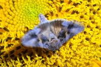 Autographa gamma