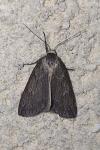 Pachycnemia hippocastanaria