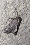Pachycnemia hippocastanaria
