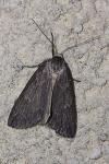Pachycnemia hippocastanaria