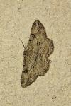 Peribatodes rhomboidaria