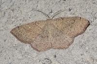 Cyclophora ruficiliaria