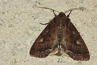 Lacanobia oleracea