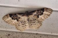 Idaea rusticata