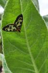 Anania hortulata