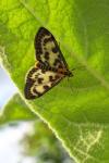 Anania hortulata
