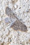 Idaea seriata