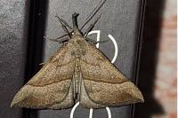 Hypena proboscidalis
