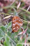 Melitaea athalia