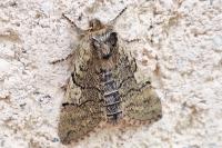 Achlya flavicornis