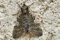 Achlya flavicornis