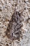 Xylocampa areola