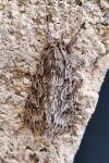 Xylocampa areola