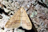 Phigaliohybernia marginaria