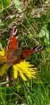 Aglais io
