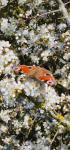 Aglais io
