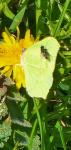 Gonepteryx rhamni