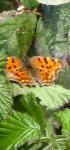 Polygonia c-album