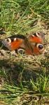 Aglais io