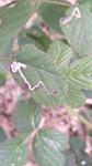 Stigmella aurella