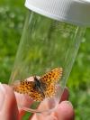 Boloria dia