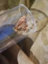Boloria dia