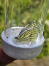 Pieris napi