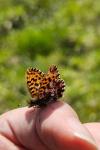 Boloria dia