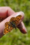 Boloria dia