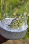 Pieris napi