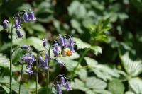Anthocharis cardamines