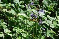 Anthocharis cardamines