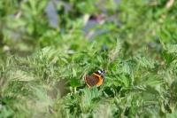 Vanessa atalanta