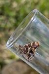 Araschnia levana