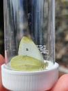 Pieris rapae