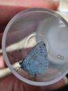 Celastrina argiolus
